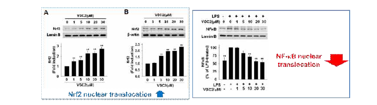 선도물질 VSC2의 Nrf2 및 NF-kB에 대한 활성화 검증