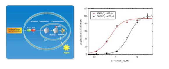 In vitro Nrf2 활성화 효능 검증