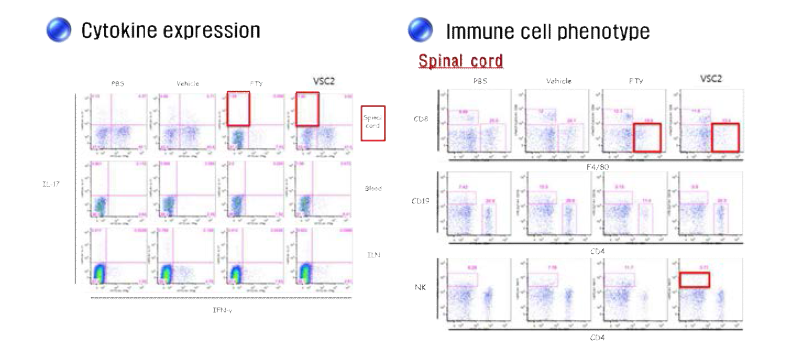 VSC2의 in vivo 효능 기전 연구