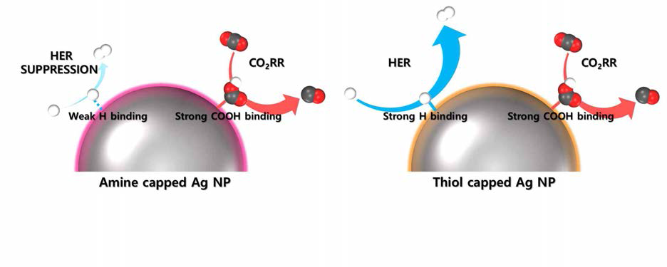 캐핑제 종류에 따른 은 나노 입자의 수소발생반응, 이산화탄소 환원반응 활성 모식도