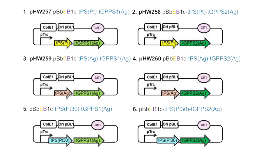 Truncated heterologous PS and GPPS in the CoryneBrick vectors