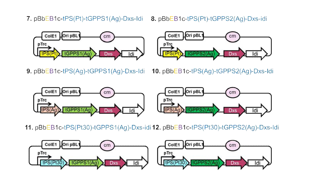 코리네균주에서 다양한 조합의 PS/GPPS의 발현을 유도하기위한 플라스미드 벡터 개발