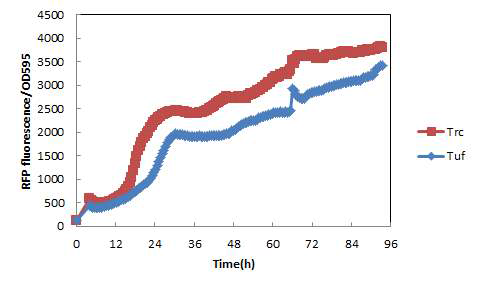 코리네균주에서 Tuf프로모터의 형광단백질의 발현 양상 비교