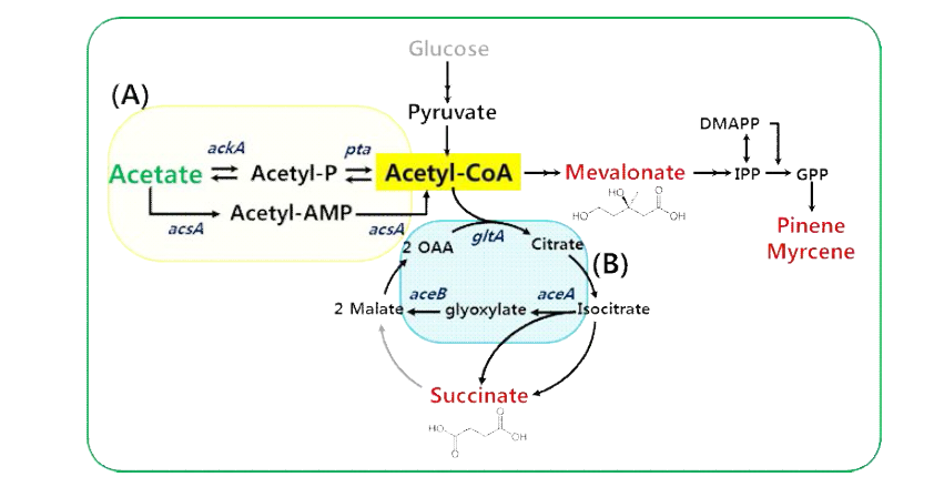 In situ extraction of volatile myrcene