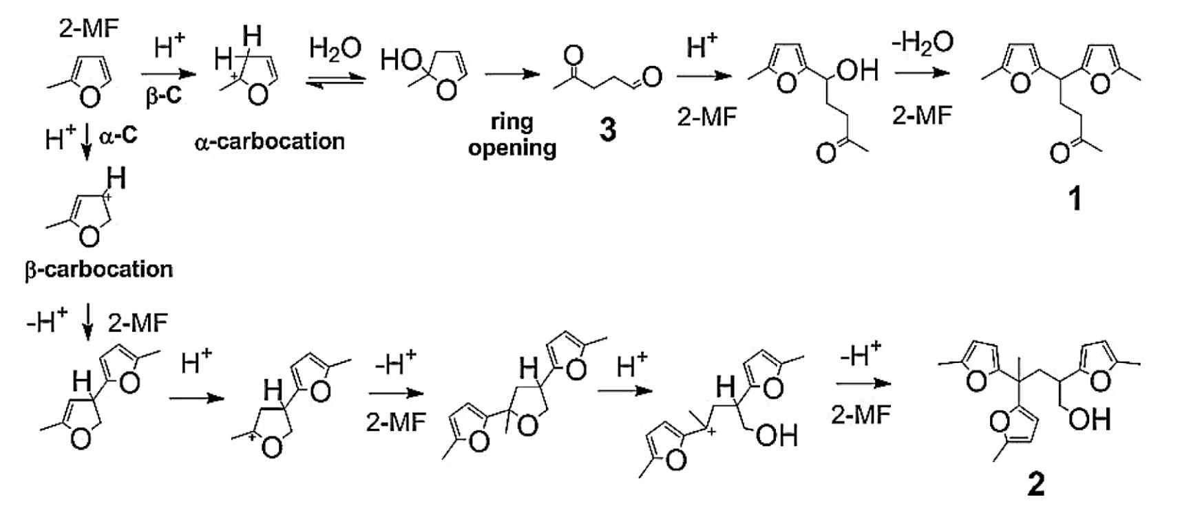 산촉매하 개환 반응 경로 및 2-MF로부터 삼량체, 사량체 생산.