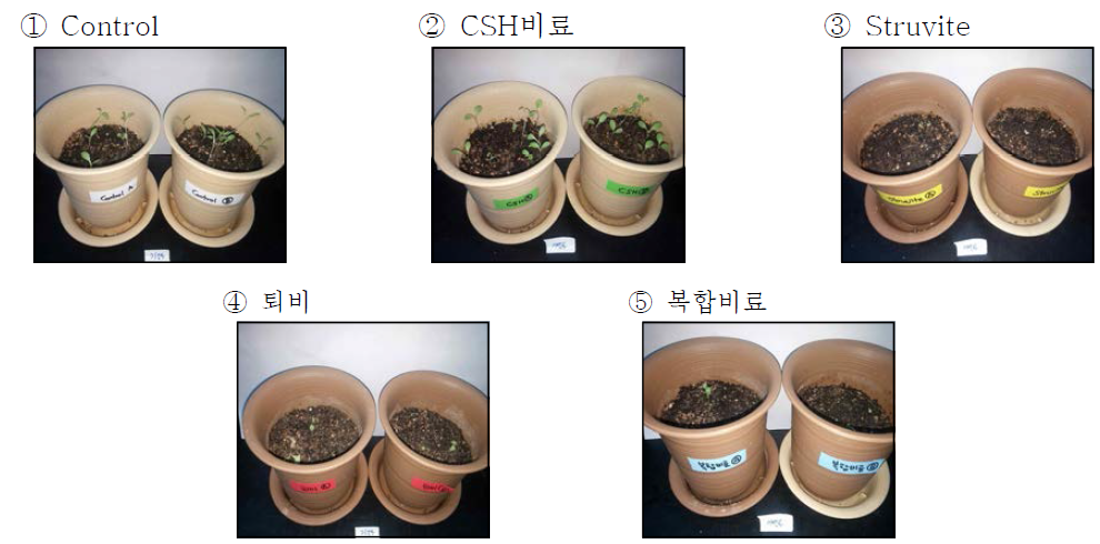 2차 pot test의 17일 경과 후 식물의 생장 모습 (①~⑤)