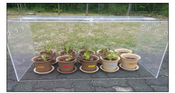 3차 pot test 동안 야외에서 재배되는 상추의 모습