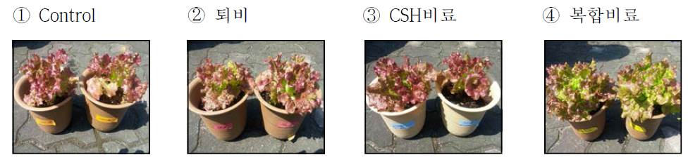 3차 pot test의 21일 경과 후 상추의 생장 모습(①~④)