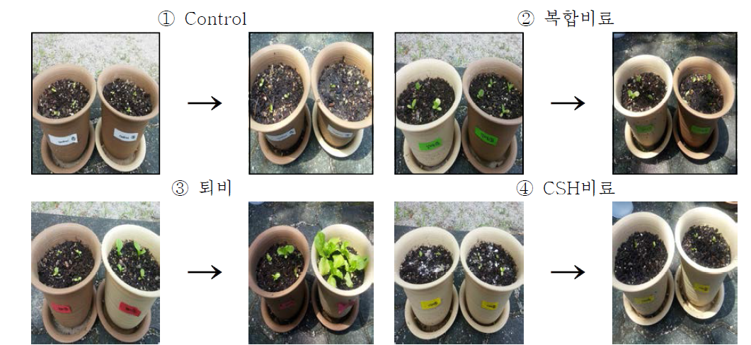 4차 pot test의 23일에서 41일 까지 생장 변화 모습 (①~④)