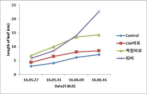 4차 pot test동안 잎의 생장 길이 변화 그래프
