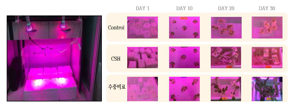 5차 pot test의 진행 모습(좌) / control, CSH비료 주입, 수중비료 주입 조건에서의 상추 생장 변화 모습 (우)