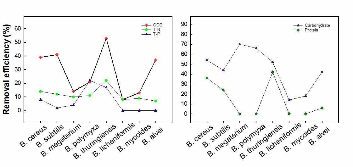 Removal efficiency of COD, T-N, T-P, Carbohydrates and Proteins by various Bacillus species