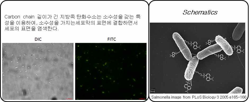 octylamino-dansyl probe를 이용한 salmonella 막염색기법