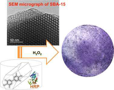 Positive color (i.e., violet color) produced from a hydrogel upon exposure to H2O2. The HRP and TMB were entrapped in the mesoporous silica (SBA-15).
