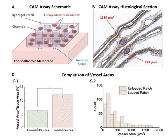 혈관형성패치의 기능성은 CAM assay를 통해 측정됨