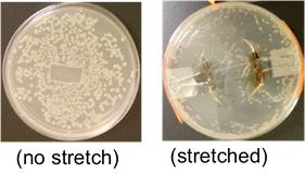 E. coli growth after one day incubation. The gel was modified with CD acrylates.