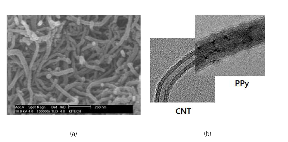 PPy/CNT의 SEM(a) 및 TEM(b) 이미지