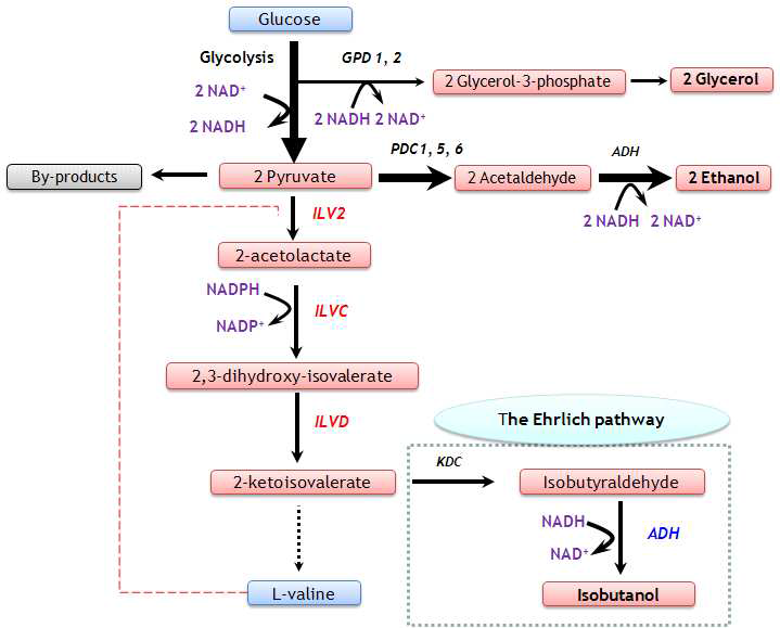 Ehrlic 경로를 이용한 이소부탄올 생산