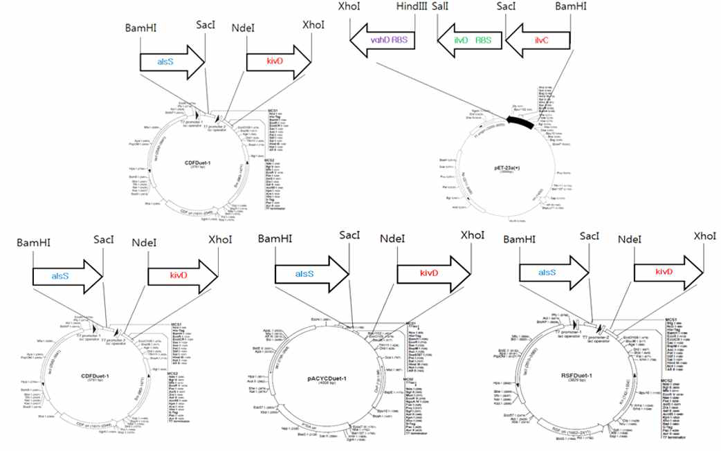 이소부탄올 생합성 유전자의 Two vector system map