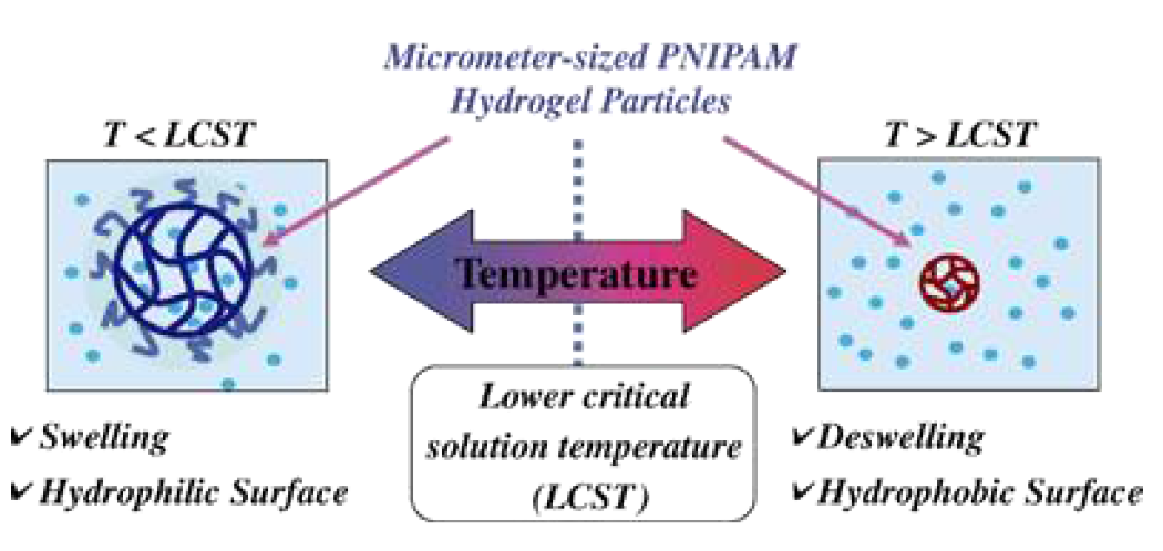 LCST를 기준으로 PNIPAM의 입자 크기가 Swelling / Deswelling 현상이 일어남을 설명한 모식도
