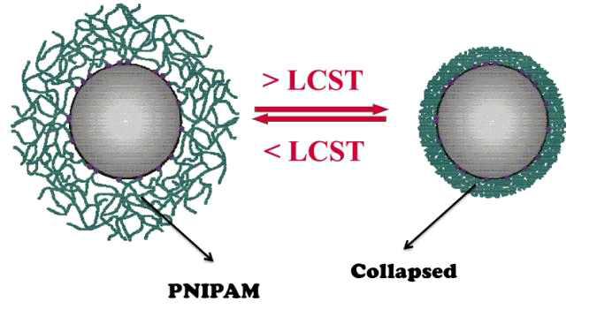 내부에 형광고분자를 외부에 온도감응 고분자 (PNIPAM)를 갖는 다기능성 복합체의 임계온도에서의 모폴로지 모식도