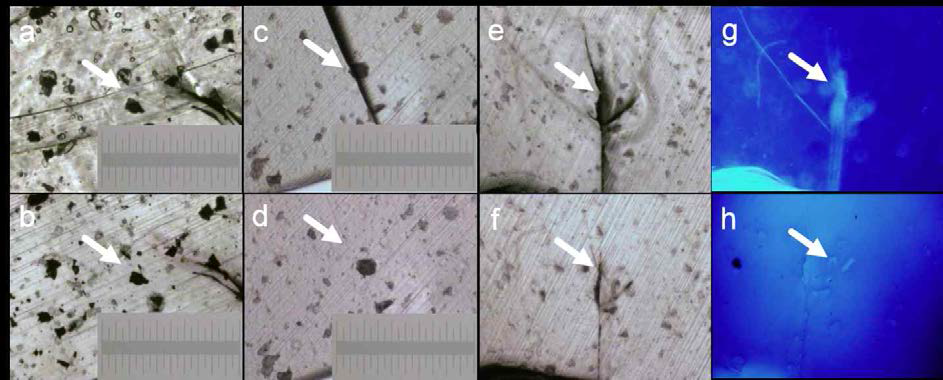 자기치유 필름의 크랙 부분에 대한 자외선에 의한 자기치유 특성 광학현미경 사진(치유 전 : a, c, e, 치유 후: b, d, f), 형광현미경 사진 (치유 전 g, 치유 후 h)
