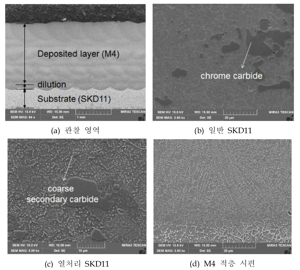 SEM을 통한 미세조직 관찰 결과