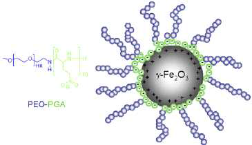 Sketch of the polymer coated maghemite nanoparticles and poly(ethylene oxide)