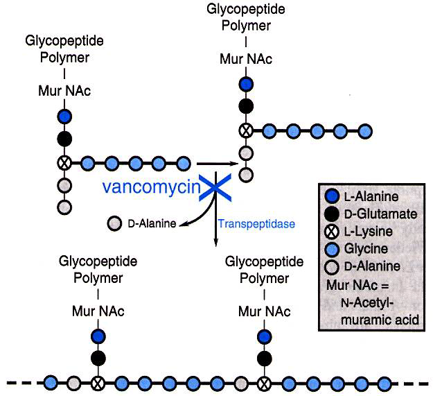 Site of action of vancomycin on the elongationg peptidoglycan polymer in bacterial cell walls