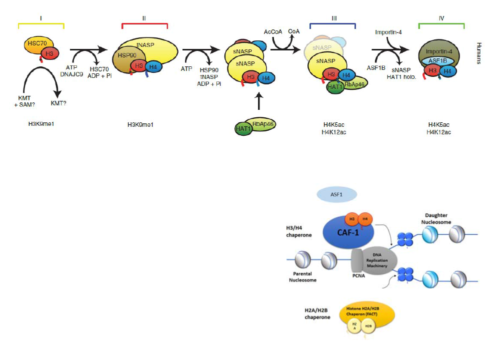 Nucleosome assembly pathway in cytosol (up) and nucleus (down).