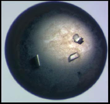 결정화된 cImportin4