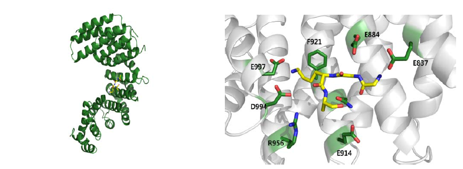 Importin4668-1082 Histone H3 peptide 복합체 결정구조 (좌), 히스톤 H3 peptide 가 결합하는 기작 (우).