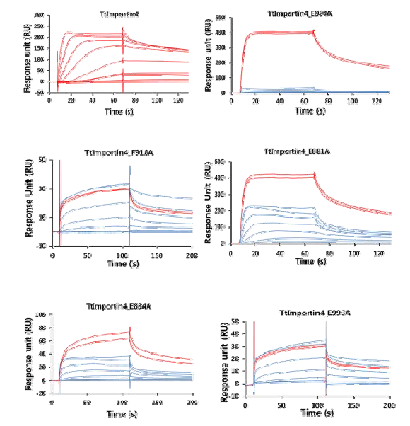 Surface Plasmon Resonance를 이용한 히스톤과 Importin4와의 결합 측정 자.