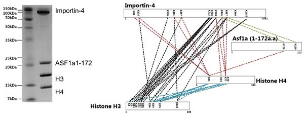 XL-MS를 이용한 Importin4-ASF-H3-H4 결합관계 규명