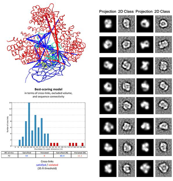 XL-MS 바탕으로한 Importin4-histoneH3/H4-Asf1a complex의 전체 구조 모델링 (좌), 그 모델의 2D projection 과 Negative EM 2D class average 와 비교 (우).