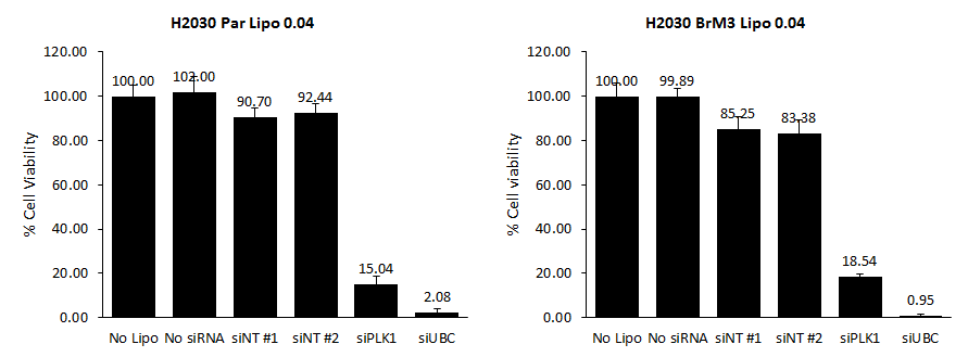 H2030 세포주의 대규모 스크리닝 조건 확립. H2030 모세포주(H2030 Par)와 전이 세포주(H2030 BrM3)에서 각각 transfection 조건을 확립 함. No Lipo는 lipofectamine을 처리하지 않은 대조군이며 No siRNA는 lipofectamine을 처리하였으나 siRNA를 처리하지 않은 대조군