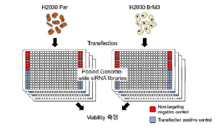 스크리닝의 전체 모식도. Transfection positive control로 siPLK1을 이용