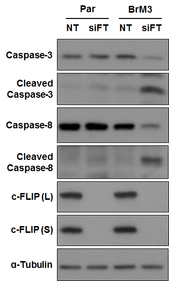 CFLAR의 억제로 인한 세포 사멸 기작 확인. siFT는 CFLAR을 표적으로 하 는 siRNA. siRNA transfection 이후 18 시간 후의 표본.