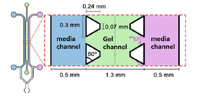 개발한 미세유체소자 모식도