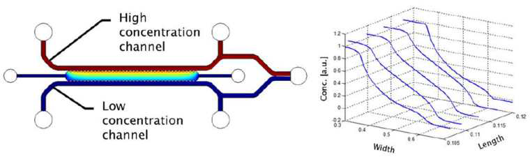 미세형광입자(40kDa)로 확인한 미세유체소자 내 농도구배형성 (6h)