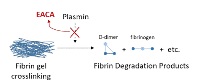 EACA의 피브린 젤 분해 방지 작용 모식도
