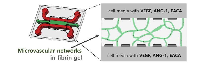 미세유체소자 내 EACA 및 사이토카인 환경에서의 혈관형성 모식도