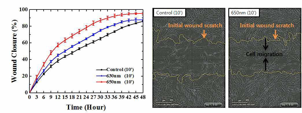 OLED 광원을 조사하였을 경우 시간별 상처 치유 그래프와 24시간 이후 세포이동 모습