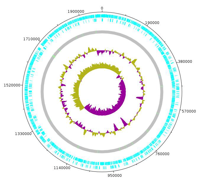 Lactobacillus curvatus IRG2 의 원형 유전체 지도