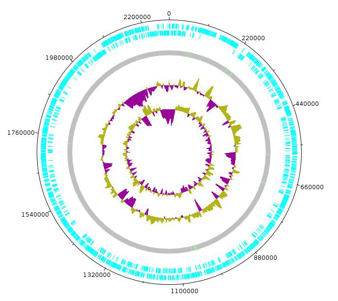Bacillus subtilis KF36 의 원형 유전체 지도