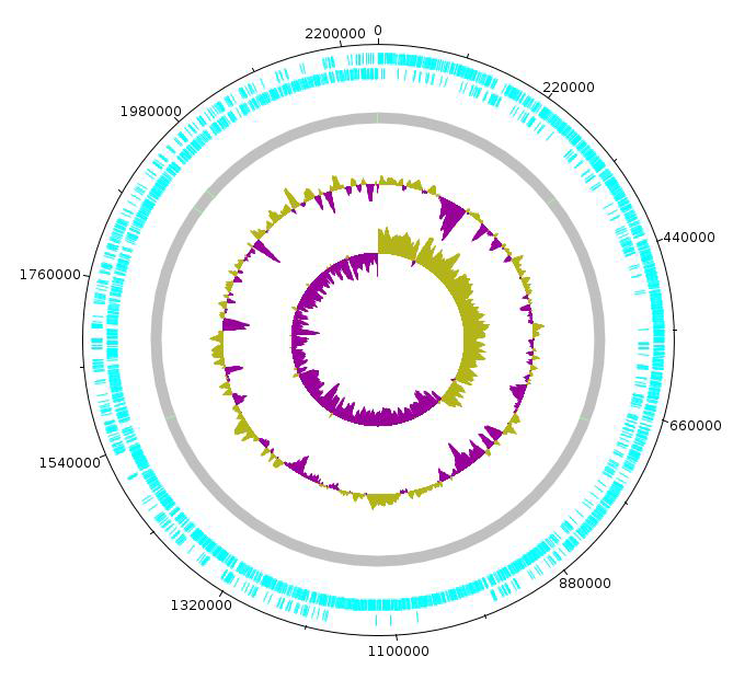 Bacillus tequilensis CBA7132 의 원형 유전체 지도