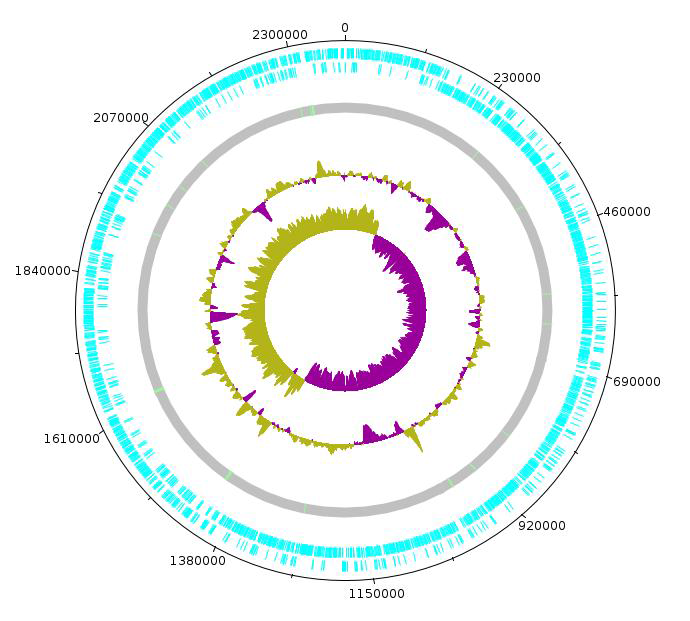 Enterococcus devriesei CBA7133 의 원형 유전체 지도