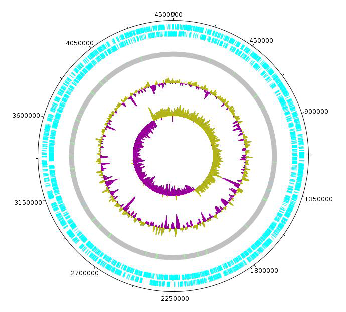 Hafnia paralvei CBA7135 의 원형 유전체 지도