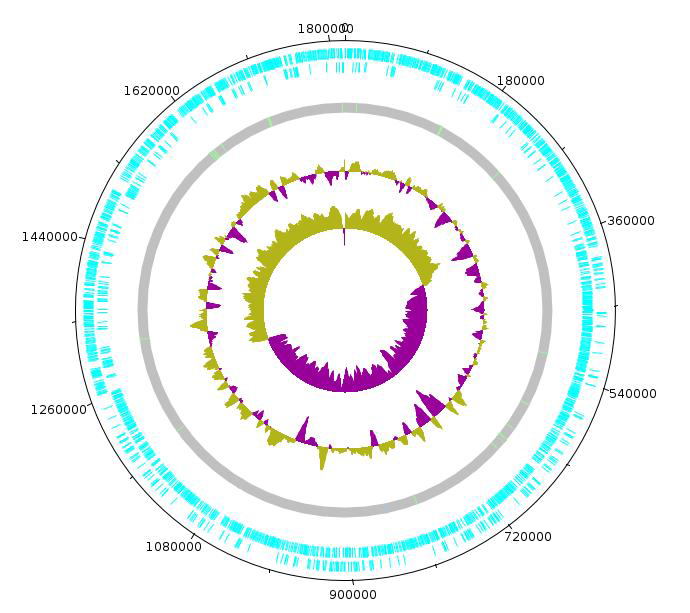 Pediococcus lolii CBA7137 의 원형 유전체 지도