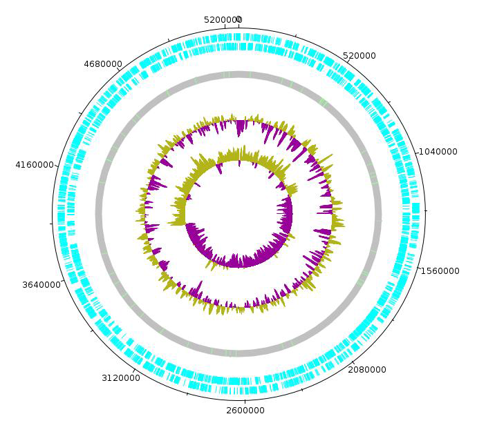 Bacteroides uniformis CBA7139 의 원형 유전체 지도